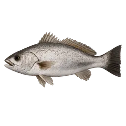 Transparent PNG of the GTA V item a_corvina_fish