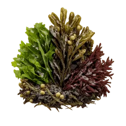 Transparent PNG of the GTA V item algen_in_freier_natur