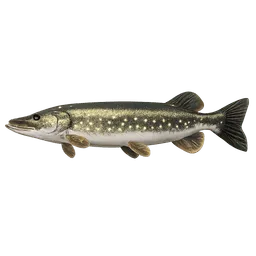 Transparent PNG of the GTA V item amur_pike