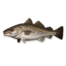 Transparent PNG of the GTA V item atlantic_cod