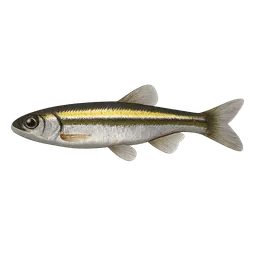 Transparent PNG of the GTA V item bait_minnow
