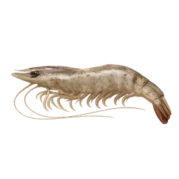 Transparent PNG of the GTA V item bait_shrimp