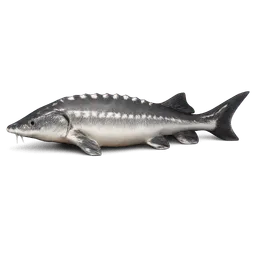 Transparent PNG of the GTA V item beluga_sturgeon