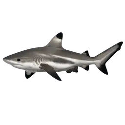 Transparent PNG of the GTA V item blacktip_reef_shark