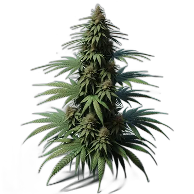 Transparent PNG of the GTA V item cannabis_plant