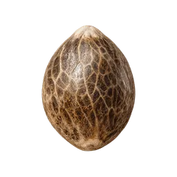 Transparent PNG of the GTA V item cannabis_samen