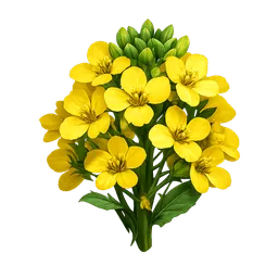 Transparent PNG of the GTA V item canola