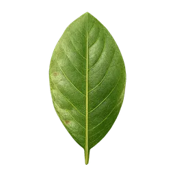 Transparent PNG of the GTA V item coca_leaf