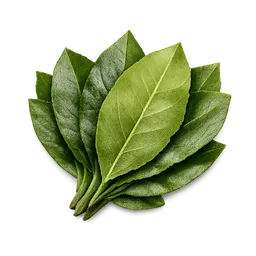 Transparent PNG of the GTA V item cocaine_leaf