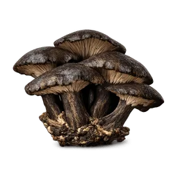 Transparent PNG of the GTA V item darkwood_shroom_raw
