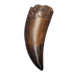 Transparent PNG of the GTA V item dino_tooth