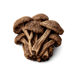 Transparent PNG of the GTA V item dried_mushrooms_small_bundle_of_dehydrated_mushrooms_with_earthy_brown_texture_p