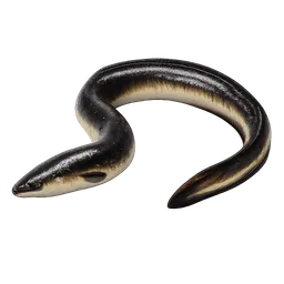 Transparent PNG of the GTA V item eel_1