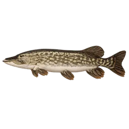 Transparent PNG of the GTA V item fisch_hecht