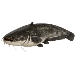 Transparent PNG of the GTA V item fisch_wels