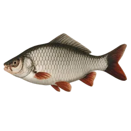 Transparent PNG of the GTA V item fish_3d