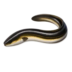 Transparent PNG of the GTA V item fish_aal