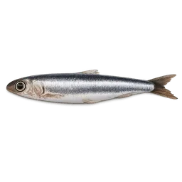 Transparent PNG of the GTA V item fish_anchoa