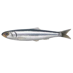 Transparent PNG of the GTA V item fish_anchovy