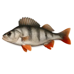 Transparent PNG of the GTA V item fish_barsch_1