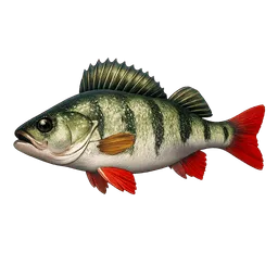 Transparent PNG of the GTA V item fish_barsch_2