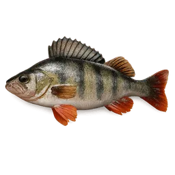 Transparent PNG of the GTA V item fish_barsch_3