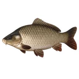 Transparent PNG of the GTA V item fish_carp