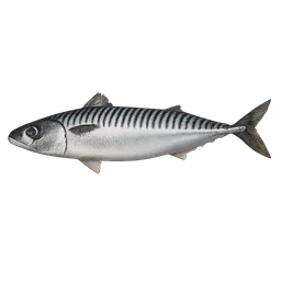 Transparent PNG of the GTA V item fish_mackerel