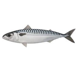 Transparent PNG of the GTA V item fish_mackerel_1