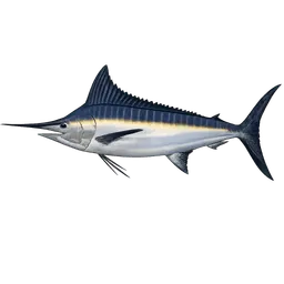 Transparent PNG of the GTA V item fish_marlin
