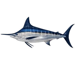 Transparent PNG of the GTA V item fish_marlin_azul