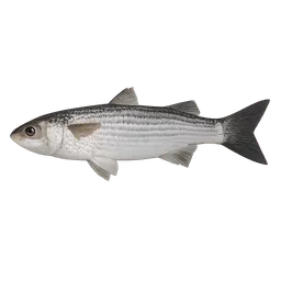 Transparent PNG of the GTA V item fish_mullet