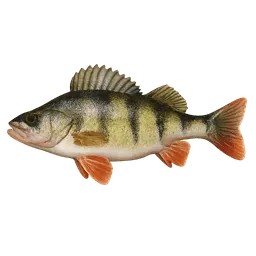 Transparent PNG of the GTA V item fish_perch
