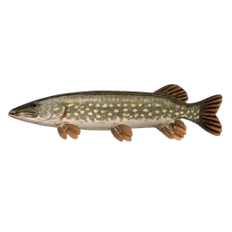 Transparent PNG of the GTA V item fish_pike