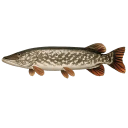 Transparent PNG of the GTA V item fish_pike_1