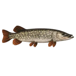 Transparent PNG of the GTA V item fish_pike_2