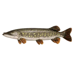 Transparent PNG of the GTA V item fish_pike_3