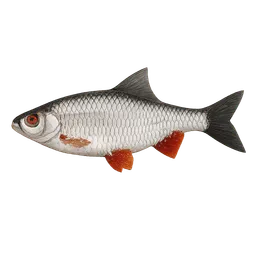 Transparent PNG of the GTA V item fish_roach