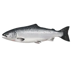Transparent PNG of the GTA V item fish_salmon_3