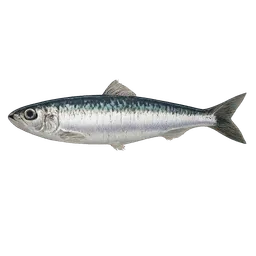 Transparent PNG of the GTA V item fish_sardine