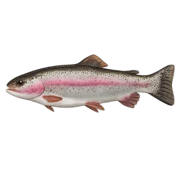 Transparent PNG of the GTA V item fish_trout