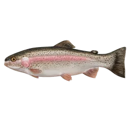 Transparent PNG of the GTA V item fish_trout_2