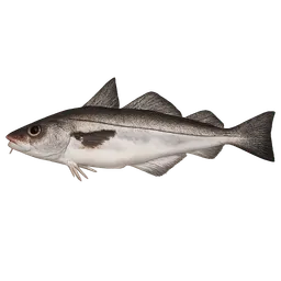 Transparent PNG of the GTA V item haddock