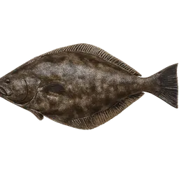 Transparent PNG of the GTA V item halibut
