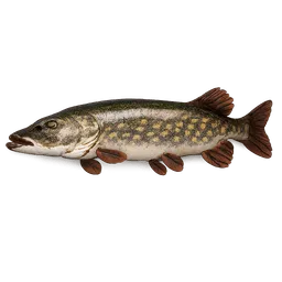 Transparent PNG of the GTA V item hecht_als_fisch