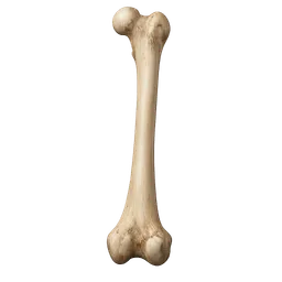 Transparent PNG of the GTA V item human_bone