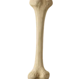 Transparent PNG of the GTA V item human_bone_1