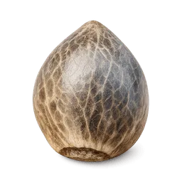 Transparent PNG of the GTA V item kq_weed_seed_blue_dream_1