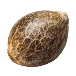 Transparent PNG of the GTA V item kq_weed_seed_og_kush