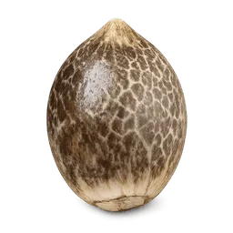 Transparent PNG of the GTA V item kq_weed_seed_white_widow